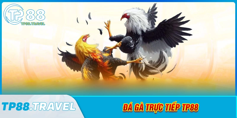 da-ga-tp88-dau-truong-nay-lua-2025-cua-ke-thu-chau-a